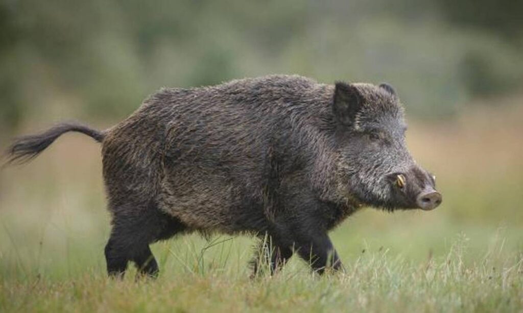 Στυλίδα: Aγριογούρουνο προκάλεσε διπλό τροχαίο ατύχημα με έναν τραυματία (βίντεο-φωτο)
