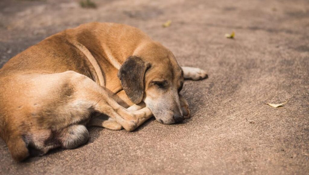 Φρίκη στη Χανιά: Βρήκαν 17 κακοποιημένα σκυλιά δεμένα σε βαρέλια