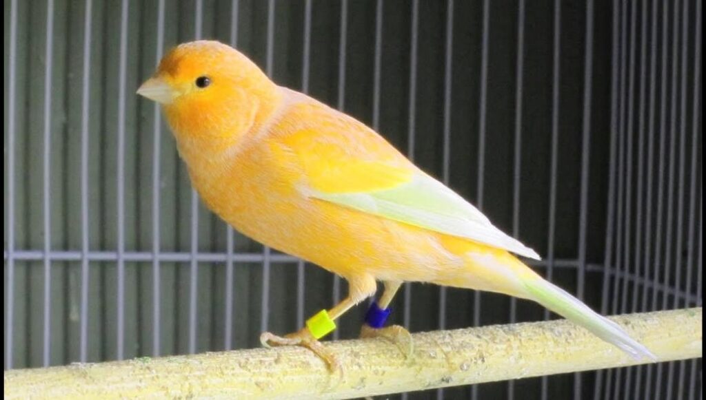 Τι άλλο θα δούμε: Κλοπή στην Ηλεία με στόχο ένα… καναρίνι – Το «βούτηξαν» με το κλουβί του