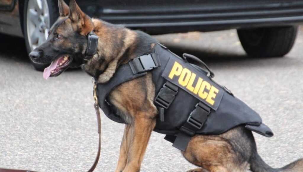 Χαλκιδική: Ο «Ακύλας» «μυρίστηκε» φυτείες οπιούχου παπαρούνας και κάνναβης