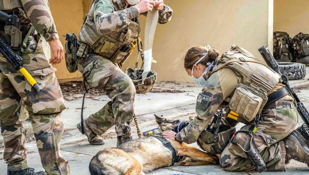 Εκπαίδευση στις Α’Βοήθειες πεδίου μάχης στους στρατιωτικούς σκύλους στο Γαλλικό Στρατό