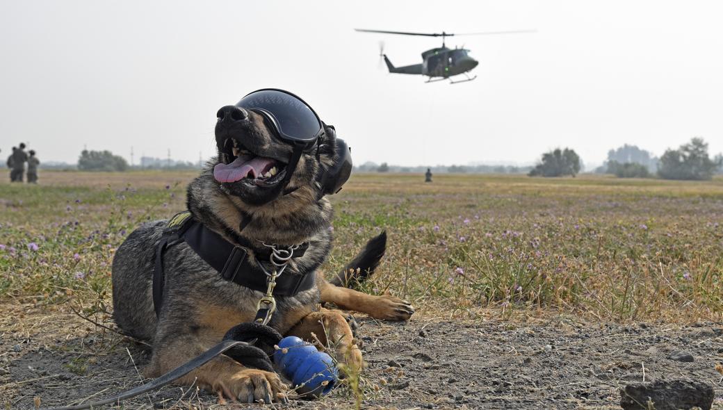 Διαγωνισμός για την ένταξη 193 στρατιωτικών σκύλων στις Ένοπλες Δυνάμεις