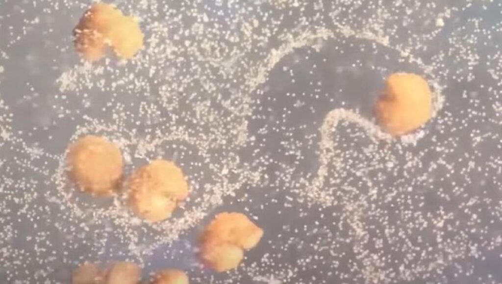 Xenobots: Τα πρώτα βιο-ρομπότ – Αναπαράγονται μόνα τους (βίντεο)