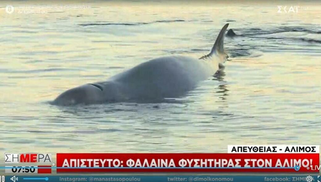 Τραυματισμένη φάλαινα εντοπίστηκε στα ρηχά του Αλίμου! (βίντεο)