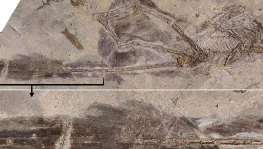 Aπολιθώματα φτερωτού δεινοσαύρου στην Κίνα – Λύνεται το μυστήριο των δράκων;