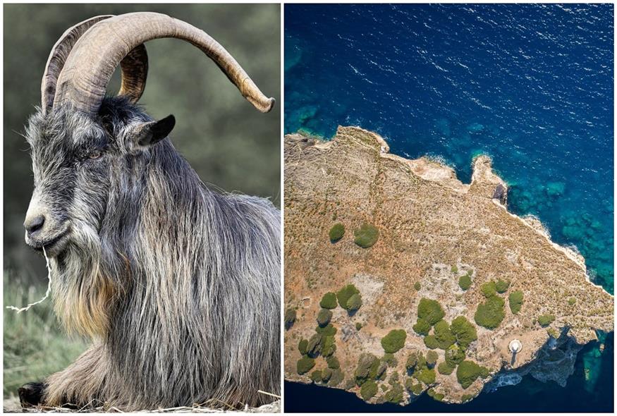 Τουρκία: Εφημερίδα κατηγορεί την Ελλάδα πως εποικίζει ακατοίκητες νησίδες στο Αιγαίο με… κατσίκες