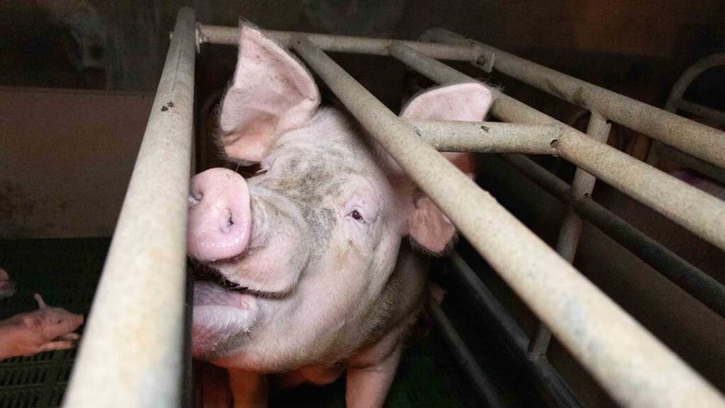 H κατάντια της Βρετανίας: Παράνομοι αλλοδαποί πουλάνε δημοσίως ζωντανά ζώα για να μαγειρευτούν!