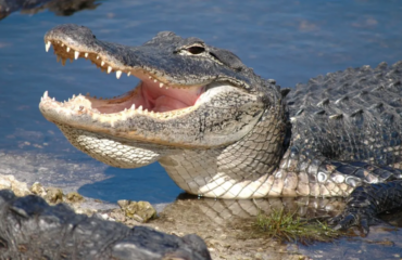 «Aligator Alcatraz»: Η φυλακή που ετοιμάζει η Φλόριντα για τους παράνομους μετανάστες με πύθωνες και αλιγάτορες