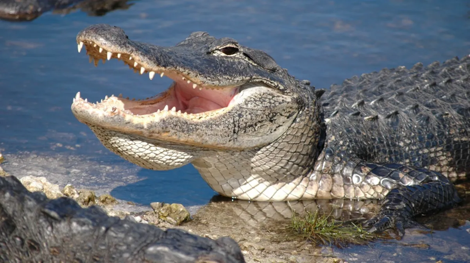 «Aligator Alcatraz»: Η φυλακή που ετοιμάζει η Φλόριντα για τους παράνομους μετανάστες με πύθωνες και αλιγάτορες