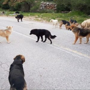 Μαγνησία: Γυναίκα καταγγέλλει την αδιαφορία συμπολιτών της τη στιγμή που της επιτέθηκαν σκυλιά