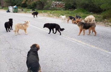 Μαγνησία: Γυναίκα καταγγέλλει την αδιαφορία συμπολιτών της τη στιγμή που της επιτέθηκαν σκυλιά