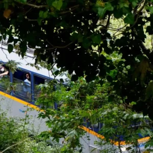 Καλάβρυτα: Διακόπηκαν τα δρομολόγια του Οδοντωτού λόγω πτώσης δέντρου στις ράγες