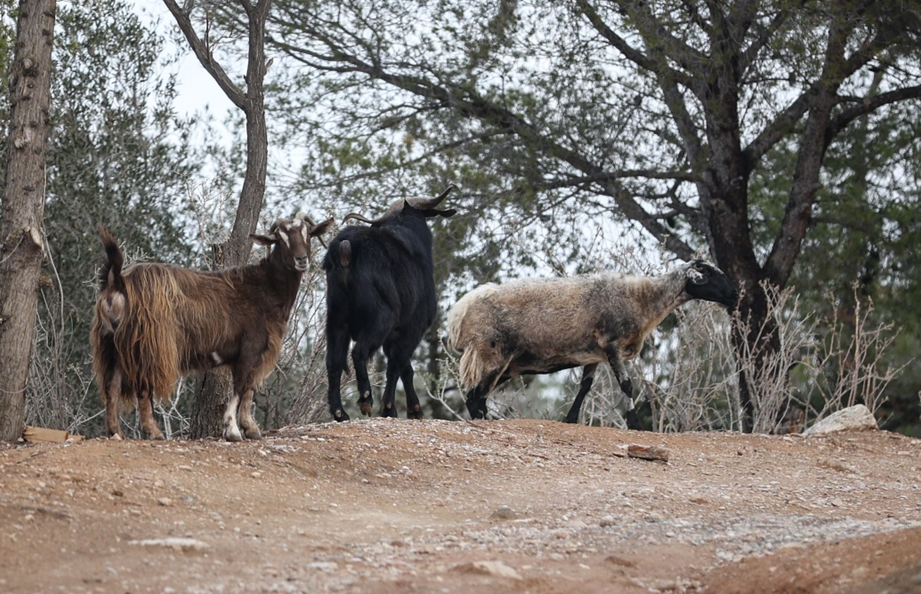 Τα εμβόλια θα οδηγήσουν στην εξάπλωση της ευλογιάς στα πρόβατα σύμφωνα με τον Α.Γεωργιάδη: «Θα τα θανατώνουμε»