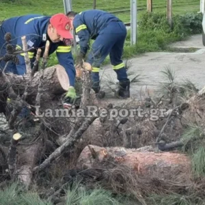 Ισχυροί άνεμοι στη Λαμία: Δέντρο έπεσε πάνω σε οχήματα (βίντεο)