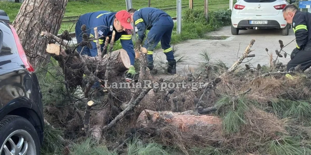 Ισχυροί άνεμοι στη Λαμία: Δέντρο έπεσε πάνω σε οχήματα (βίντεο)