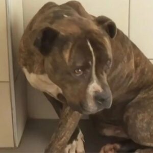 Ζάκυνθος: Υιοθετήθηκε το πιτ μπουλ που κατασπάραξε το 2χρονο αγοράκι – «Ξέρουμε την ευθύνη που αναλαμβάνουμε»