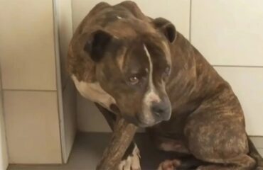 Ζάκυνθος: Υιοθετήθηκε το πιτ μπουλ που κατασπάραξε το 2χρονο αγοράκι – «Ξέρουμε την ευθύνη που αναλαμβάνουμε»