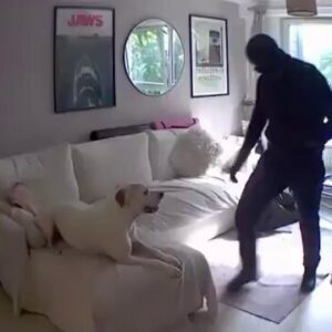 Βίντεο: Ληστής παίζει με τον σκύλο του σπιτιού στο οποίο μπήκε για να κλέψει!