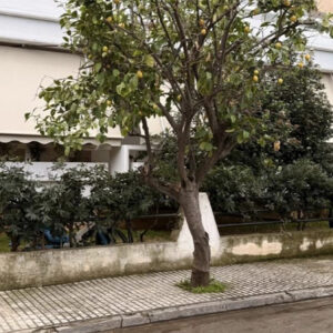 Θάνατος 71χρονης στην Ελευσίνα – Πρώην σύζυγος 44χρονης κόρης: «Χτύπησε στον ώμο και ξεψύχησε σε 3 λεπτά»