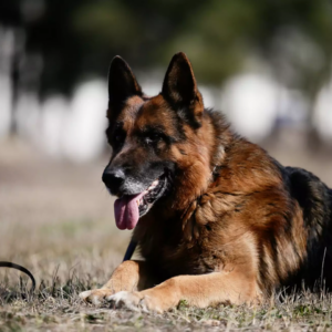 Φθιώτιδα: 65χρονος πυροβόλησε και σκότωσε το κυνηγόσκυλο του γιου του