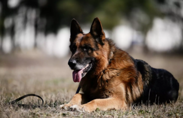 Φθιώτιδα: 65χρονος πυροβόλησε και σκότωσε το κυνηγόσκυλο του γιου του
