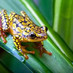 Δηλητήριο βατράχου: Πώς δρα η τοξίνη η οποία υποτίθεται ότι «δολοφόνησε» τον Α.Ναβάλνι