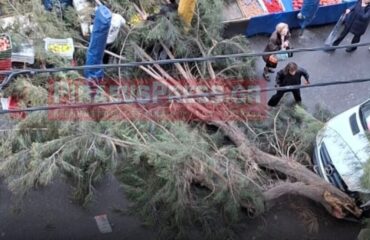 Παραλίγο τραγωδία στον Πειραιά: Mεγάλο δέντρο έπεσε σε λαϊκή αγορά (φωτο)