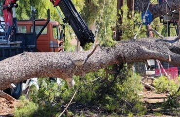 Οι θυελλώδεις άνεμοι «σάρωσαν» τη Θεσσαλονίκη: Δεκάδες πτώσεις δέντρων και αντικειμένων (φώτο)