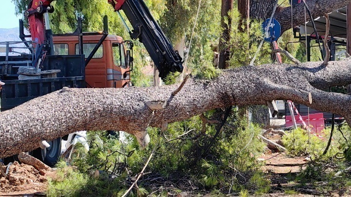 Οι θυελλώδεις άνεμοι «σάρωσαν» τη Θεσσαλονίκη: Δεκάδες πτώσεις δέντρων και αντικειμένων (φώτο)