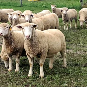 Νιγηριανοί επιχείρησαν να εισέλθουν στην Ισπανία μεταμφιεσμένοι σε… πρόβατα!