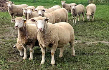 Νιγηριανοί επιχείρησαν να εισέλθουν στην Ισπανία μεταμφιεσμένοι σε… πρόβατα!