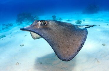 Βίντεο: Κινεζικά μη επανδρωμένα μεταμφιεσμένα σε… σαλάχια παρακολουθούν τα πλοία των ΗΠΑ!