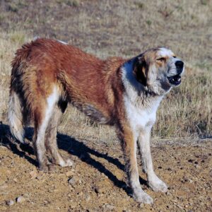 Εφιαλτικές στιγμές για άνδρα στη Μαγούλα: Η στιγμή που του επιτίθεται τσοπανόσκυλο (βίντεο)