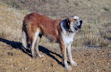 Εφιαλτικές στιγμές για άνδρα στη Μαγούλα: Η στιγμή που του επιτίθεται τσοπανόσκυλο (βίντεο)