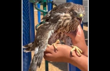 ΗΠΑ: Ποινή φυλάκισης σε 25χρονο Αμερικανό που έδωσε αλκοόλ σε αρπαχτικό (φώτο)