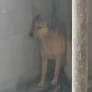 Δείτε τη συγκλονιστική αντίδραση ενός σκύλου στο άκουσμα των σειρήνων πολέμου στη Μέση Ανατολή (βίντεο)