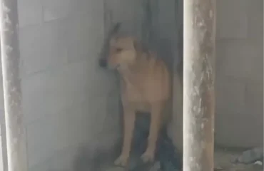 Δείτε τη συγκλονιστική αντίδραση ενός σκύλου στο άκουσμα των σειρήνων πολέμου στη Μέση Ανατολή (βίντεο)