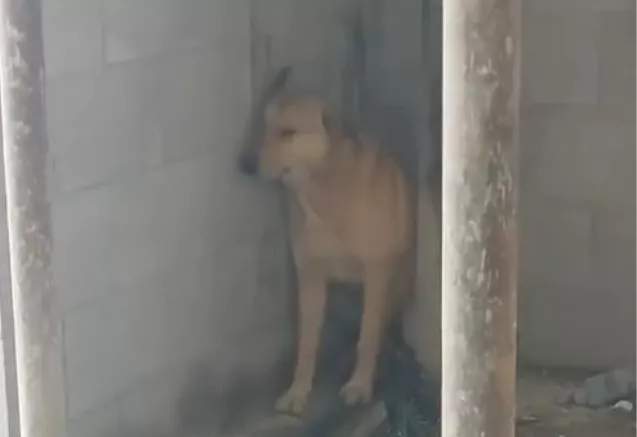 Δείτε τη συγκλονιστική αντίδραση ενός σκύλου στο άκουσμα των σειρήνων πολέμου στη Μέση Ανατολή (βίντεο)