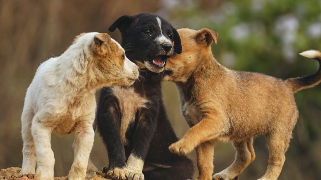 Θεσσαλονίκη: Πρόστιμο πάνω από 65.000 ευρώ σε 62χρονο που εγκατέλειψε δύο κουτάβια στο δρόμο