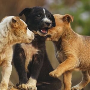 Θεσσαλονίκη: Πρόστιμο πάνω από 65.000 ευρώ σε 62χρονο που εγκατέλειψε δύο κουτάβια στο δρόμο