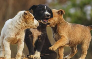 Θεσσαλονίκη: Πρόστιμο πάνω από 65.000 ευρώ σε 62χρονο που εγκατέλειψε δύο κουτάβια στο δρόμο