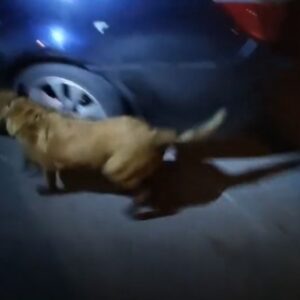 Βίντεο: Η Iris εντοπίζει ηρωίνη σε αυτοκίνητο δύο 20χρονων Σκοπιανών