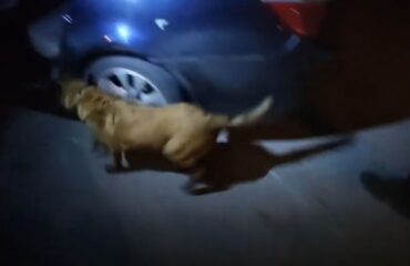 Βίντεο: Η Iris εντοπίζει ηρωίνη σε αυτοκίνητο δύο 20χρονων Σκοπιανών