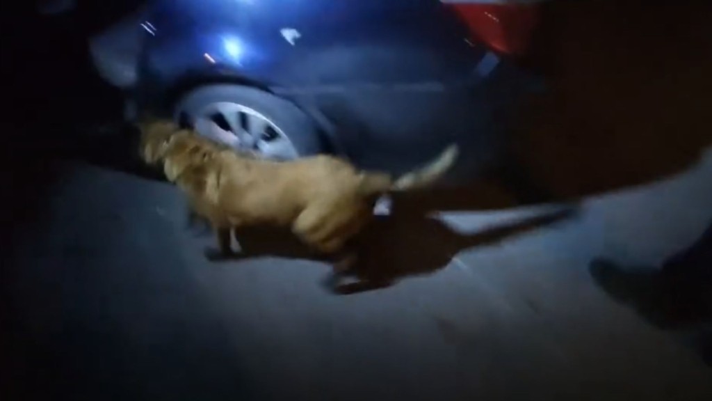 Βίντεο: Η Iris εντοπίζει ηρωίνη σε αυτοκίνητο δύο 20χρονων Σκοπιανών