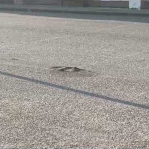 Έριξαν μολότοφ σε προαύλιο σχολείου στην Θεσσαλονίκη και μετά εξαφανίστηκαν (βίντεο)