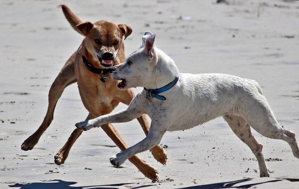 Θεσσαλονίκη: Αγέλη σκύλων επιτέθηκε σε μητέρα με παιδί στην Πυλαία