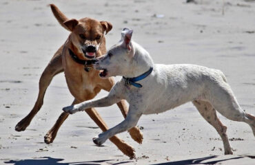 Θεσσαλονίκη: Αγέλη σκύλων επιτέθηκε σε μητέρα με παιδί στην Πυλαία