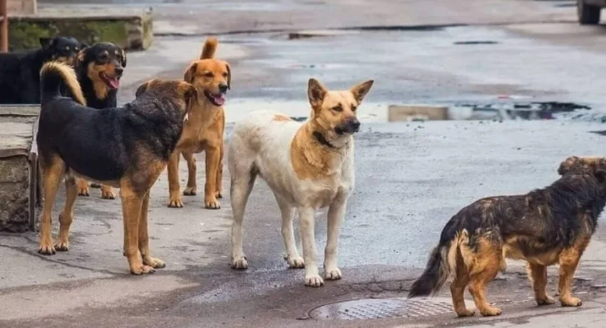 Επίθεση από αδέσποτα σκυλιά στην Πυλαία: «Θα με είχαν κατασπαράξει» – Συγκλονίζει η περιγραφή της μάνας