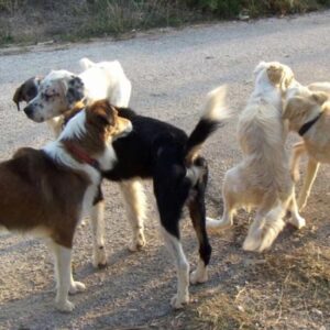 Αγέλη αδέσποτων σκύλων επιτέθηκε σε 61χρονη Γερμανίδα στην Πιερία – Συνελήφθη αντιδήμαρχος
