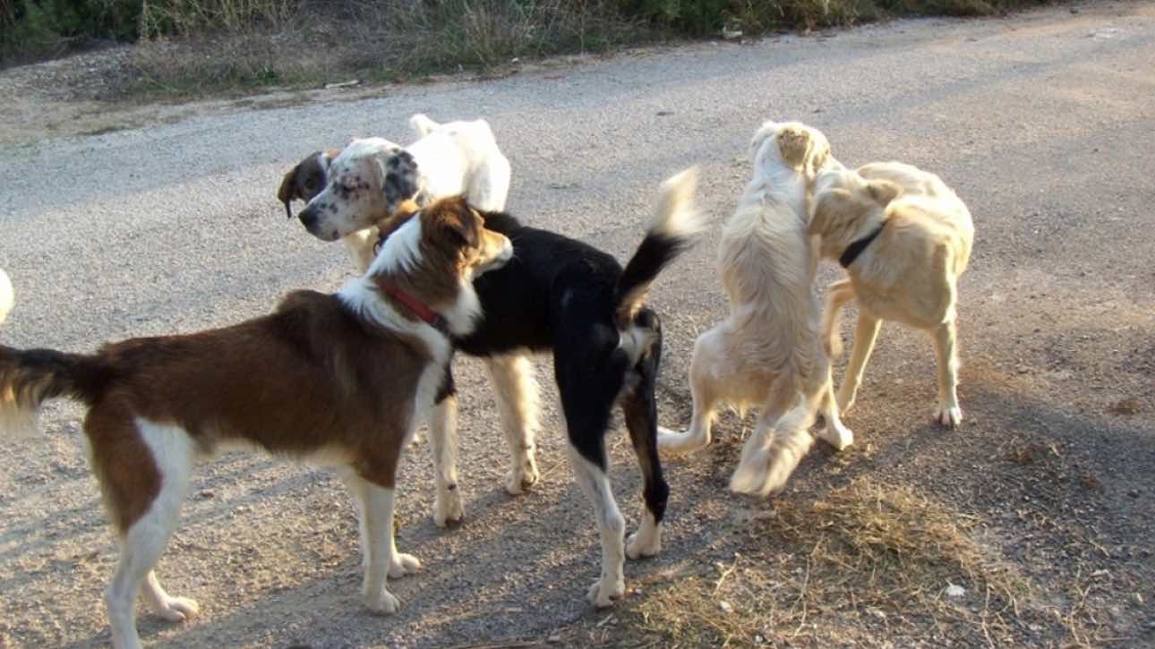 Αγέλη αδέσποτων σκύλων επιτέθηκε σε 61χρονη Γερμανίδα στην Πιερία – Συνελήφθη αντιδήμαρχος